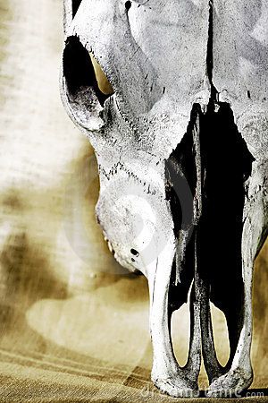 Old Cattle Skull (close up) by Lincolnrogers, via Dreamstime Cattle Skull, Cow Skull Art, Skeleton Flower, Classy Art, Western Artwork, Throw Pillow Fabric, Free Art Print, Natural Mattress, Small Art Prints