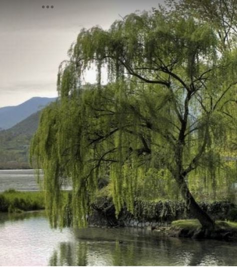 Weeping Willow Tree, Simply Blessed, Weeping Willow, I Don't Always, Willow Tree, Be Real, I Want To Be, I Fall, Water