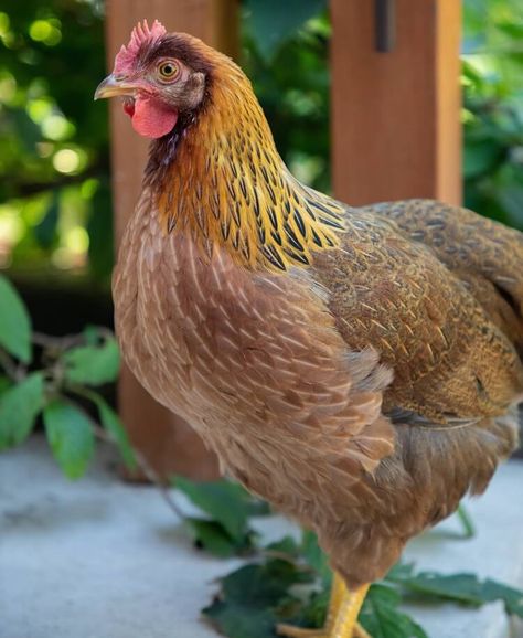 Ameracauna Chickens Hens, Fancy Chickens Breeds, Wellsummer Chickens, Laying Hens Breeds, Welsummer Chicken, Chicken Photos, Poultry Breeds, Chicken Raising, Farm Chickens