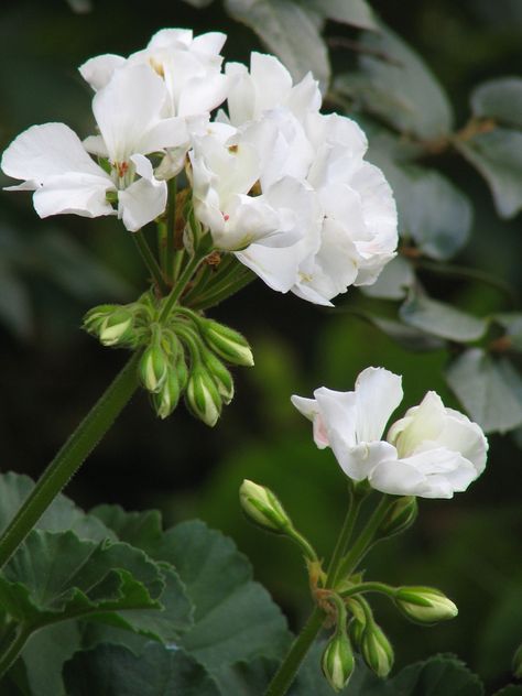 Overwintering Geraniums, White Geraniums, Pelargonium Geranium, Growing Geraniums, Geranium Care, Cranesbill Geranium, Geranium Plant, Drought Resistant Plants, Sweet Flowers