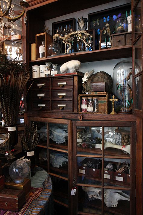 Curio Shop Aesthetic, Shelf Of Curiosities, Cabinet Of Curiosity Aesthetic, Cabnit Of Curiosities, Oddities Shop Aesthetic, Witches Cabinet Ideas, Cabinets Of Curiosities, Antique Shop Aesthetic Dark, Curiosity Cabinet Aesthetic