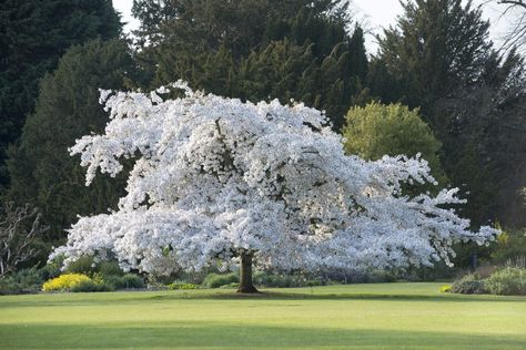 Prunus x yedoensis - Yoshino cherry - Cambridge Botanic Garden Prunus X Yedoensis, Ornamental Cherry, Prunus Serrulata, Street Trees, Two Trees, White Cherries, The Great White, Cambridge University, Plant List