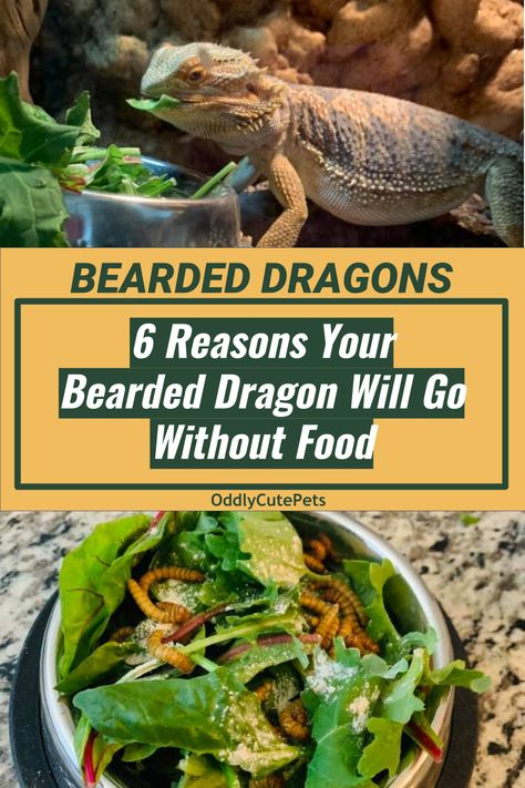 There are 6 reasons your bearded dragon may go without food or without eating and you should pay close attention to this behavior. It could be a sign of negative health issues but if you monitor this eating behavior you can adjust and fix it. Read more on our guide. [GUIDE] Food For Bearded Dragons, Safe Foods For Bearded Dragons, What Can Bearded Dragons Eat, Diy Bearded Dragon Cage, Bearded Dragon Need To Know, Bearded Dragon Weight Chart, Dragon Facts, Lizard Habitat, Bearded Dragon Food