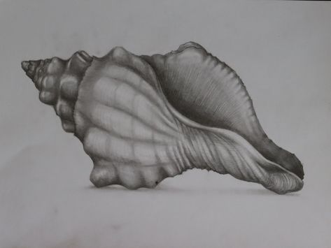 Drawing pencil graphite seashell shell ocean draw black and white study Sea Shell Pencil Drawing, Seashell Drawing Realistic, How To Draw A Seashell, Shell Drawing Pencil, Seashore Drawing, Sea Shell Drawing, Shells Drawing, Gcse Artists, Shell Sketch