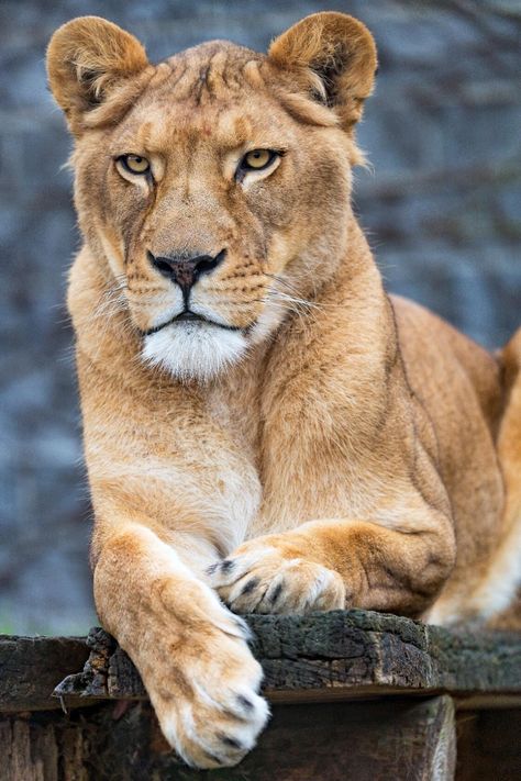 Lioness Images, Big Cats Photography, Animal Anime, Female Lion, Lion Photography, Lions Photos, King Lion, Lion Love, Lion King Art