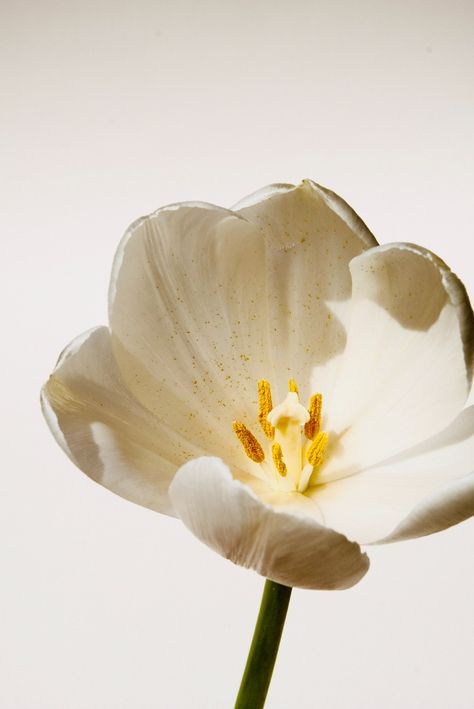 White Flower Pictures, Saint Coran, White Background Photo, Close Up Photography, White Tulips, Minimalist Wallpaper, Nature Images, Flower Of Life, Flower Images