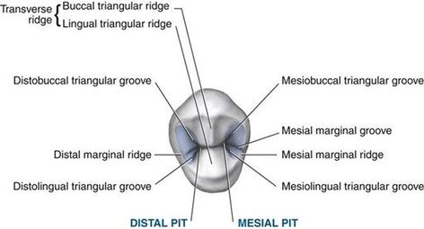 Anatomy of a Permanent Maxillary Right First Premolar Dentaltown - Dental Anatomy and Tooth Morphology Tooth Morphology, Hygiene School, Dental Assistant Study, Teeth Anatomy, Sensitive Teeth Remedy, Dental Hygiene School, Dental Anatomy, Dental Technician, Dental Facts