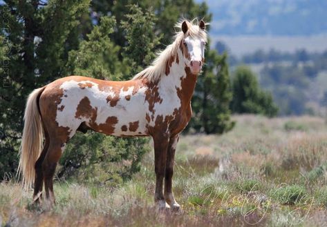 Wild mustangs from the South Steens Mountains in Oregon.  Silver bay overo! 😍 Cowgirl Oc, Fantasy Mounts, Aesthetic Horses, Mustang Horses, Wild Horse Pictures, Wild Horses Mustangs, Horse Markings, Silver Bay, Gorgeous Horses