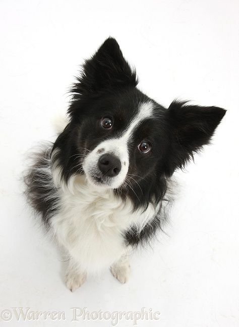 Dog: Black-and-white Border Collie bitch, sitting and looking up. Border Collie Colors, White Border Collie, Blue Heelers, Border Collie Puppies, Collie Puppies, Dog Tips, Herding Dogs, Border Collie Dog, Australian Shepherds