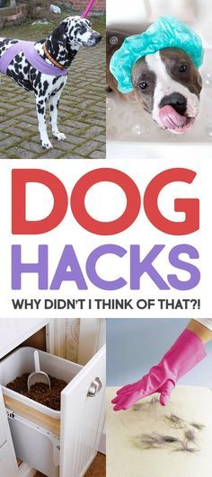 Dog Hacks Why Didn�t I Think Of That #DogHacks #Dogs #TipsforDogs #DogTips #Hacks Dog Breath, Diy Dog Bed, Dog Store, Dog Hacks, Dog Care Tips, Pet Hacks, Sandbox, Diy Dog Stuff, Dog House