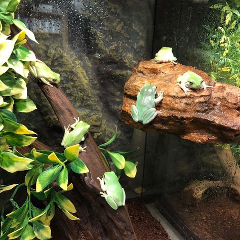 Frog Cage Ideas, Whites Tree Frog Enclosure, Tree Frog Enclosure, Frog Enclosure, Snake Tanks, Tree Frog Terrarium, Paludarium Ideas, Gecko Enclosure, Enchanted House