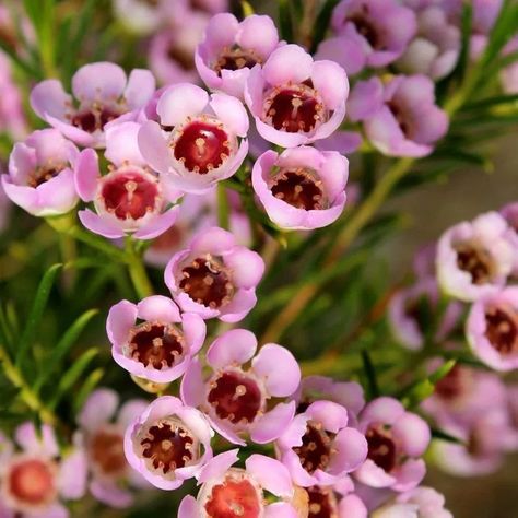 Waxflower 1 Cotton Candy Flower, Winter In Australia, Floral Design Classes, Flower Identification, Candy Flowers, Wax Flowers, Flowering Shrubs, Winter Flowers, Growing Flowers