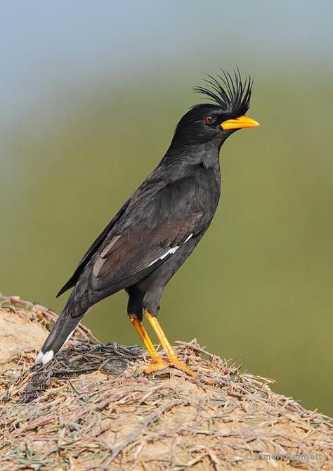 Great Myna (Acridotheres grandis) India, Asia Bird Paradise, Fire Eyes, Bird Types, Amazing Birds, Northeast India, Journal Doodles, Bird Photo, Starling, Bird Species