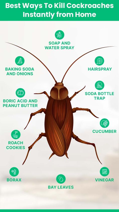 How to Get Rid of Cockroaches Instantly in 2024 | HiCare Cockroaches How To Get Rid Of Diy, How To Get Rid Of Roaches In The House, How To Get Rid Of Roaches For Good, How To Get Rid Of Roaches, Roach Infestation How To Get Rid Of, Roaches Get Rid Of Diy, Cockroaches How To Get Rid Of, Get Rid Of Cockroaches Fast, Kill Roaches Naturally