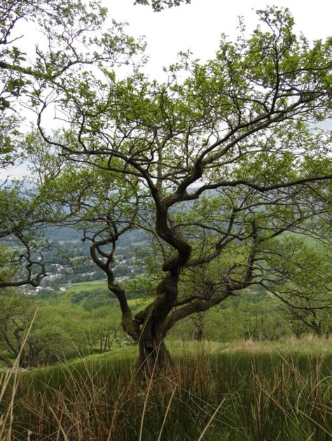 Uk Trees, British Nature, English Oak Tree, Bald Cypress Tree, London Plane Tree, Horse Chestnut Trees, Alder Tree, Taxus Baccata, Betula Pendula