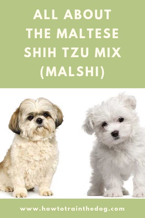 Malti Shih Tzu, Shitzu Maltese Puppies, Malshi Puppies Full Grown, Malshi Haircuts Teddy Bears, Maltese Shih Tzu Mix Puppies, Maltese Shih Tzu Haircuts, Shih Tzu Maltese Mix Dogs, Malshi Haircuts, Malshi Dogs