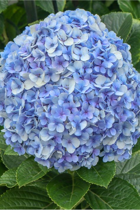 Hydrangea Varieties, Deadheading, Fall Hydrangea, Hydrangea Bloom, Flower Identification, Hydrangea Care, Peonies And Hydrangeas, Hydrangea Garden, Hydrangea Not Blooming