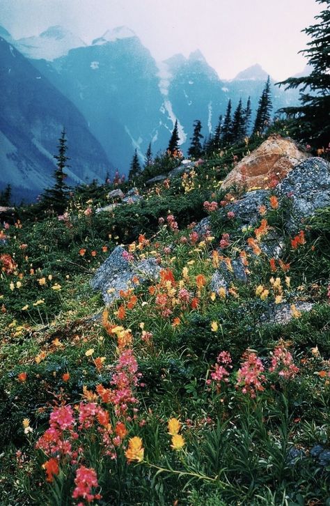 Patagonia Aesthetic, 70s Aesthetic Wallpaper, Photography 70s, Mountain Aesthetic, Mountains Aesthetic, 70s Photos, Spring Forest, Outdoor Aesthetic, Aesthetic Flowers