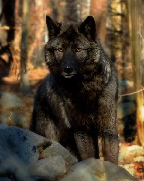 what is it about a wolf that make one just stop for a minute and look Werewolf Concept, Black Wolves, Wolf Hybrid, Wolf Photos, Wolf Quotes, Wolf Love, Wild Wolf, Beautiful Wolves, Wolf Pictures