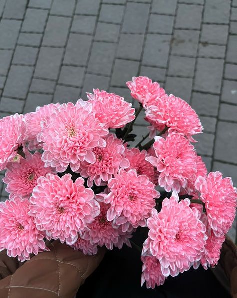 chrysanthemum Pink Chrysanthemum Aesthetic, Chrysanthemums Flower, Nothing But Flowers, Chrysanthemum Flower, Chrysanthemum, Pretty Things, Pink And Green, Wedding Flowers, Flowers