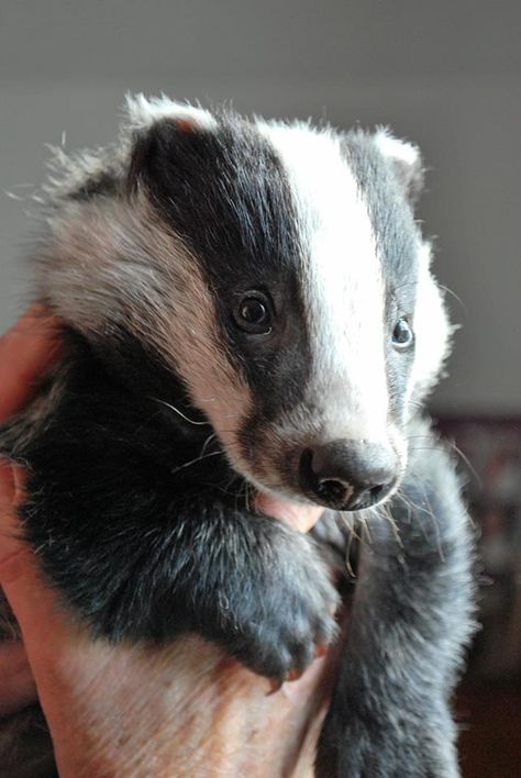 A little badger! Squeeee! ♥ English Badger, Baby Badger, Wildlife Rescue, British Wildlife, Silly Animals, Primates, Chow Chow, Animal Photo, 귀여운 동물