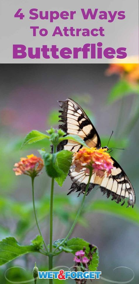 Check out these 4 super ways to attract butterflies to your garden! Butterfly Food, Butterfly Feeders, Butterfly Feeder, Spring Ahead, Baby Food Jars, Butterfly House, Butterfly Bush, Attract Butterflies, Small Jars