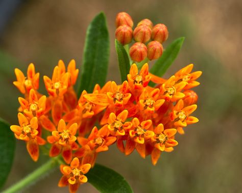 BUTTERFLY WEED (ASCLEPIAS TUBEROSA) | pjshuleski | Flickr Asclepias Tuberosa, Collage, Plants, Pins