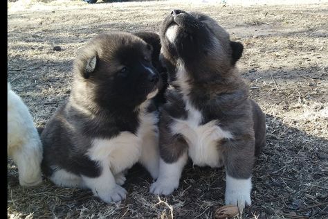 Akita Puppies For Sale, American Akita Dog, Japanese Akita, Akita Puppies, Spitz Dogs, Bear Attack, American Akita, Akita Dog, Dream Dog