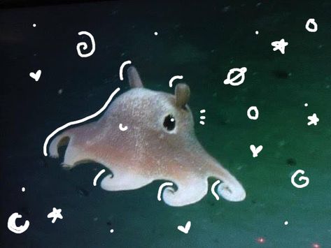 Flapjack Octopus, Cool Sea Creatures, Dumbo Octopus, Beauty And Grace, Cute Octopus, Beautiful Sea Creatures, Water Animals, Cute Shark, Aquatic Animals