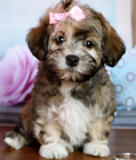 Toy Puppies For Sale, Havanese Puppies For Sale, Daisy Dog, Havanese Puppies, Havanese Dogs, Bear Dog, Australian Shepherd Dogs, Cute Baby Dogs, Teacup Puppies