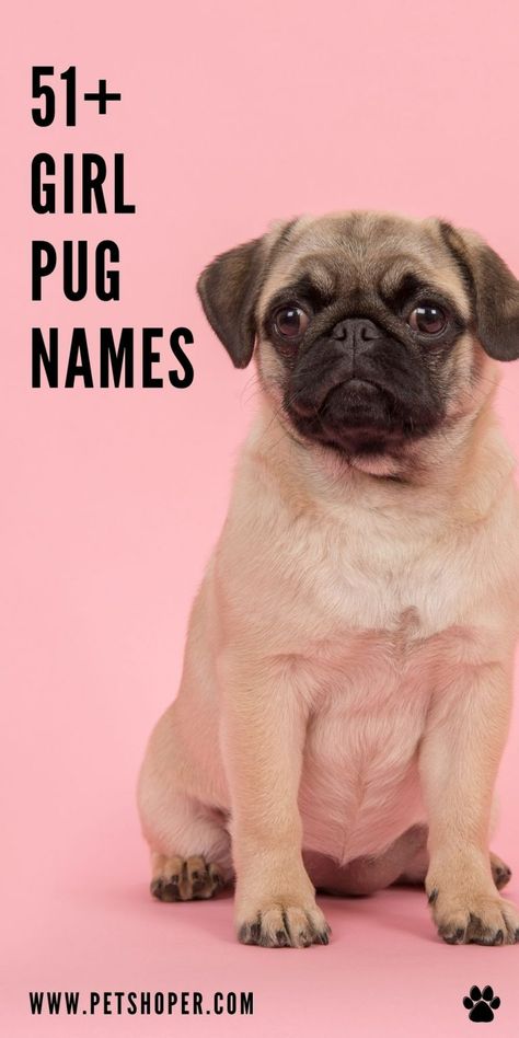 Girl pug names - choose the perfect name for your pug pal! Great ideas like Ziva, Leia, Zelda, Shadow, Nala, Lottie, Bess, Zora, Oshi, Zoe... #girlpugnames #pugnames Girl Pug Names, Cool Female Dog Names, Puppy Girl Names, Girl Pet Names, Puppies Names Female, Dog Names Unique, Pug Names, Girl Dog Names, Female Dog Names