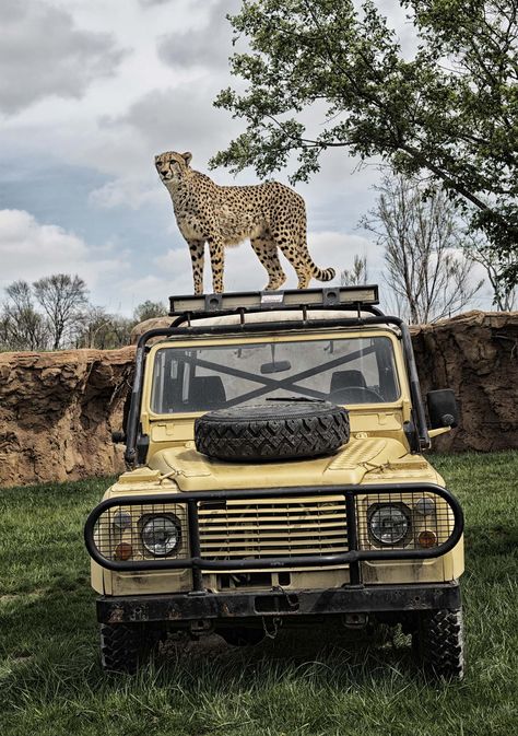 The Columbus Zoo and Aquarium in Ohio has many claims to fame Riverbanks Zoo Columbia, Planet Zoo Backstage, Zoo Backstage, Columbus Zoo And Aquarium, Columbus Zoo, Zoo Photos, Abandoned City, Chester Zoo, Abandoned Amusement Parks