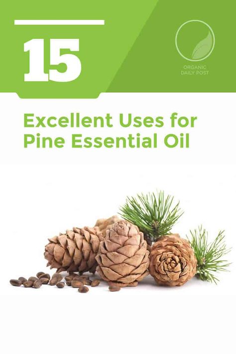 Pine just smells so good; your mood is instantly improved. But pine oil actually has many other excellent uses, too. It is anti-fungal, anti-inflammatory, antibacterial, analgesic, antiseptic, highly aromatic, diuretic and energizing. You will not believe all of the wonderful health benefits of the fantastic natural remedy pine essential oil. #pineoil #pineessentialoil #essentialoils #naturalliving Diy Herbal Remedies, Pine Oil, Pine Essential Oil, Natural Oils For Skin, Natural Teething Remedies, Sinus Relief, Healing Recipes, Health Savings Account, Essential Oils For Sleep