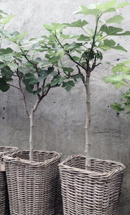 Fig Cuttings, Ranch Landscape, Bamboo Trees, Fig Trees, Beer Fridge, Bamboo Tree, Garden Containers, The Secret Garden, Olive Trees