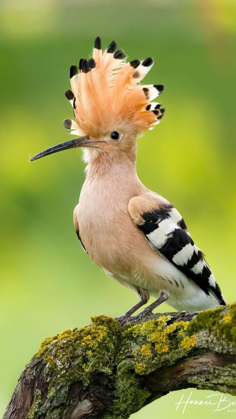 Beautiful Birds Photography Nature, Animals In Nature, Hoopoe Bird, Birds Photos, African Birds, Bird Reference, Unique Birds, Birds Photography Nature, Vintage Bird Illustration