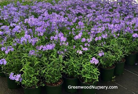 Phlox Divaricata, Evergreen Ground Cover Plants, Phlox Plant, Phlox Flowers, The Blue Moon, Creeping Phlox, Backyard Plan, Lake Time, Sweet William