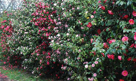 Camellia hedges for beauty and privacy; (image source: unknown) Camellia Tree, Camellia Plant, Leyland Cypress, Garden Hedges, Privacy Hedge, Acid Loving Plants, Southern Garden, Garden Shrubs, Landscaping Plants