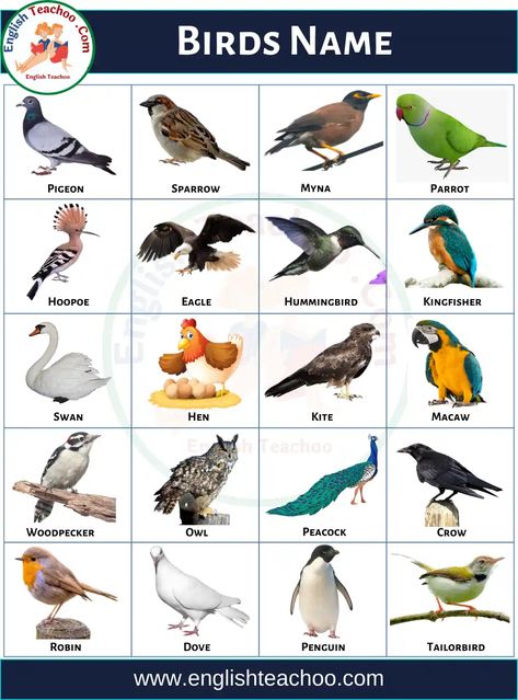 Birds Name, Bird Images, Birds, The Incredibles