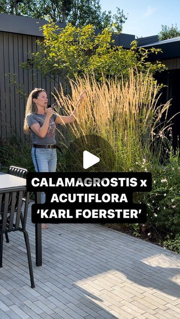 Lucy Tudor - Lucy Willcox Garden Design on Instagram: "Calamagrostis × acutiflora ‘Karl Foerster’ What a grass! Named after the fantastic German plantsman, Karl Foerster. The story goes he was travelling on a train, saw the grass growing on the side of the track. Pulled the emergency cord, stopped the train so he could collect some seeds. As it had such brilliant architectural form! And thank goodness he did, as it’s an invaluable grass. It holds such great structure in the bed for months, and months and months! You cut it back late February and quickly it shoots back up again. It’s best in full sun and on a free draining soil. It’s great for screening and general loveliness!
Don’t forget my 15% off code with @crocus.co.uk LUCYW15 Happy Planting 
Photographer of Karl Foerster not known. #c Karl Forester Landscaping, Karl Foerster Grass Landscaping, Calamagrostis Karl Foerster, Calamagrostis Acutiflora, Grass Growing, Red Grass, Grasses Landscaping, Ornamental Grasses, The Grass