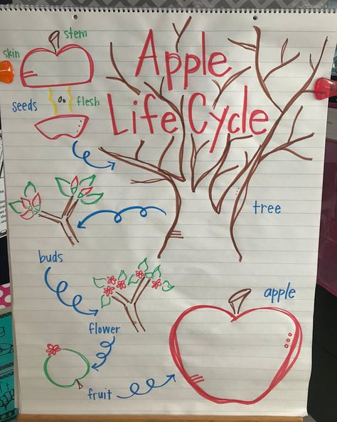 Apple Life Cycle Craft, Life Cycles Kindergarten, Tree Life Cycle, Preschool Apple Theme, Kindergarten Craft Activities, Apple Life Cycle, Life Cycle Craft, Kindergarten Craft, Life Cycles Activities