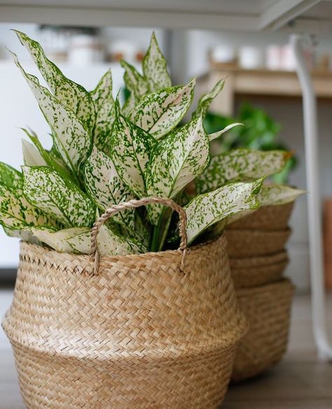 Mason Jar Halloween Crafts, Plants In Baskets, Halloween Mason Jars, Seagrass Basket, Best Indoor Plants, Small Basket, Houseplants Indoor, Plant Basket, Large Baskets