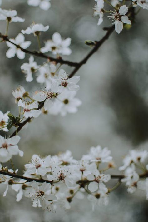 Cherry Blossoms Pictures, White Blossom Tree, Cherry Blossom Images, Cherry Blossom Pictures, Iphone Wallpapers Hd, Entryway Art, Red Cherry Blossom, White Cherry Blossom, Japanese Artwork