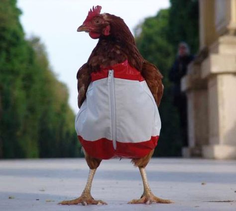 33 Random Funny Pics for the Crazy & Weird at Heart Chicken Suits, Chicken Clothes, 4k Wallpaper Android, Chicken Costumes, Action Pictures, Chicken Crafts, Building A Chicken Coop, Chicken Coop Plans, Chicken Humor