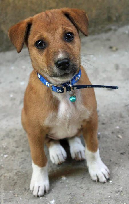 Rackles the Indian Pariah Dog who was rescued from the street. Indian Pariah Dog, Good Protein, Pictures Of Puppies, Cute Puppy Names, Foster Baby, Dog Anatomy, Puppies Cute, Really Cute Puppies, Puppy Dog Eyes