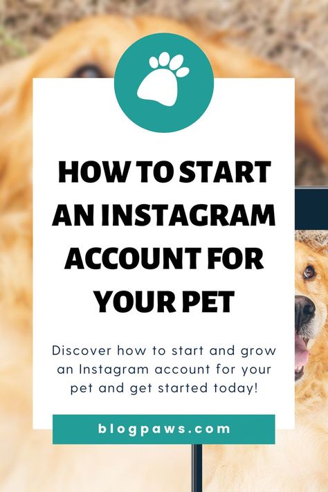 dog laying on the ground having it's picture taken | how to start an instagram account for your pet Instagram Manager, Instagram Account Ideas, Profile Website, Poo Poo, Instagram Promotion, Business Instagram, Instagram Famous, Instagram Help, Instagram Engagement