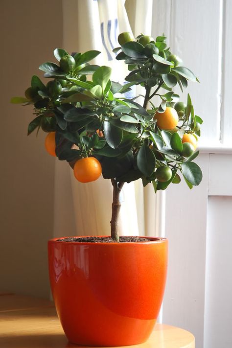 orange tree kathy kuo home Indoor Fruit Trees, Clementine Tree, Growing Citrus, Apartment Wishlist, Citrus Trees, Growing Fruit, Orange Tree, Apartment Garden, Cool Ideas