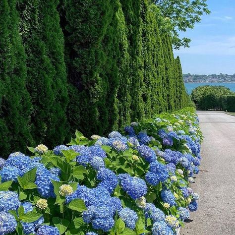 Garden Inspiration New Zealand on Instagram: “I love this image @privatenewport and is one I have previously shared. It is not often you see such a beautifully long row of hydrangeas…” Cape Cod Landscaping, Dream Beach Houses, Hamptons House, Dream Beach, Front Garden, Summer House, Garden Inspiration, Hydrangea, The Hamptons