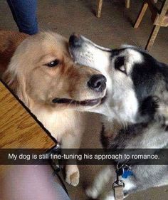 dog meme of a dog biting another dogs face  dog meme of a dog biting another dogs face Husky Humor, Husky Funny, Cute Animal Memes, Funny Cute Animals, Dog Quotes Funny, Funny Dog Memes, Dog Biting, Funny Animal Memes, Funny And Cute