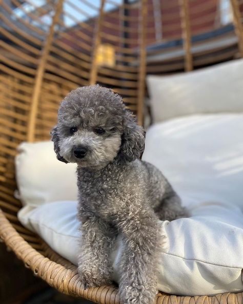 Toy Poodle Haircut, Grey Poodle, Silver Poodle, Poodle Mom, Birthday Girl Quotes, Really Cute Dogs, Miniature Poodle, Silly Dogs, Poodle Dog