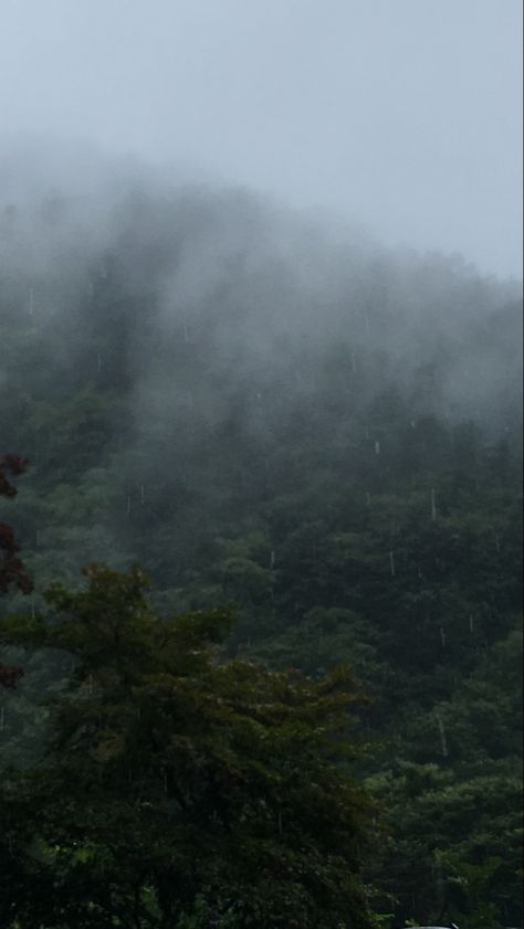 #nature #fog #mountains #forest #rain #green Foggy Green Forest, Stormy Forest, Bedroom Forest, Rainy Vibes, Fog Wallpaper, Fog Mountain, Mountain Portrait, Evermore Aesthetic, Mountain Rain